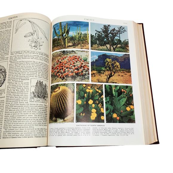 1959 Edition Encyclopedia Britannica Vtg HC Volume 4 BRAIN to CASTIN Educational - Picture 10 of 11